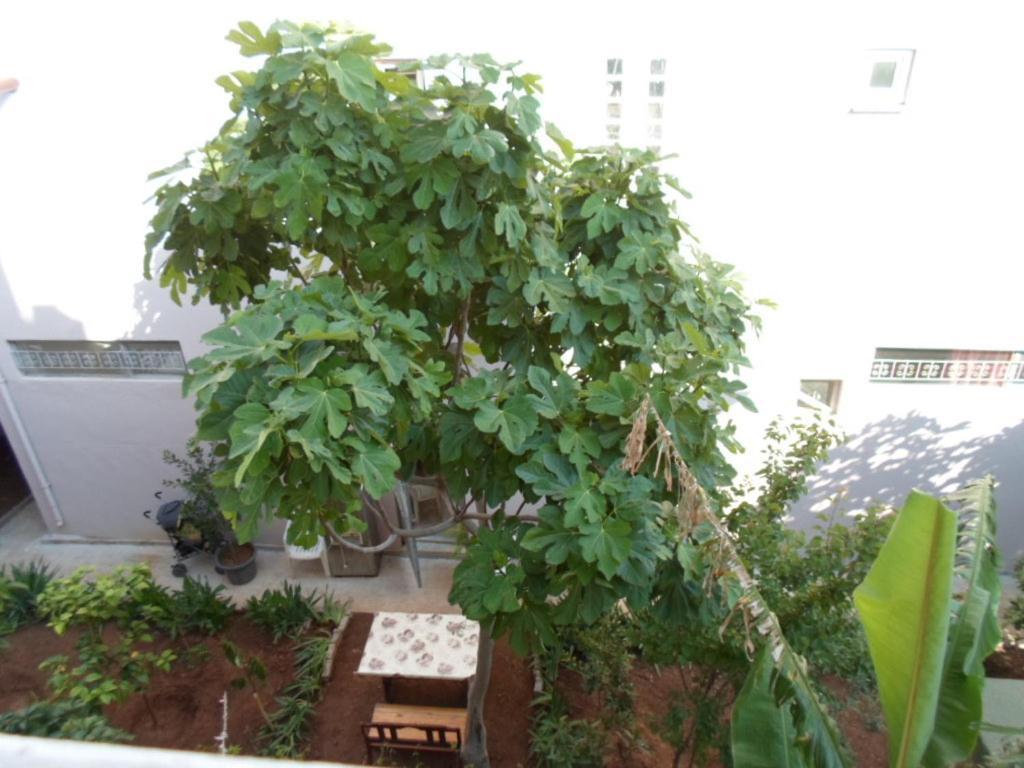 Banana Apart Μαρμαρίς Εξωτερικό φωτογραφία